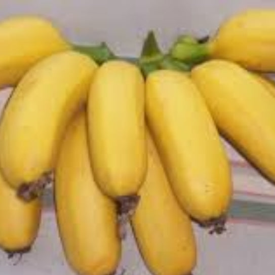 Banana Seeds – Goldfinger