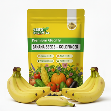 Banana Seeds – Goldfinger