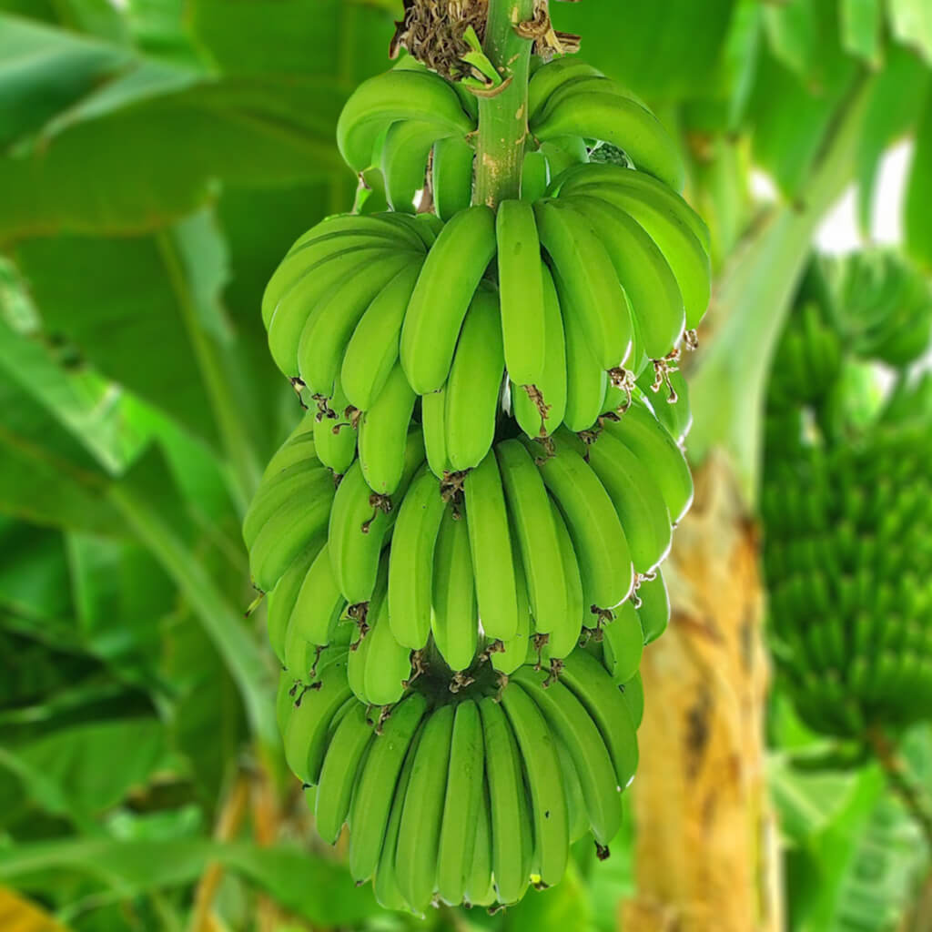 Banana Seeds | Buy Tropical Fruit Tree Seeds
