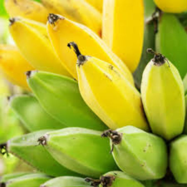 Banana Seeds – Green Yellow