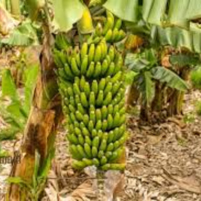 Banana Seeds – Green Yellow