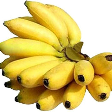Banana Seeds – Kluai Namwa