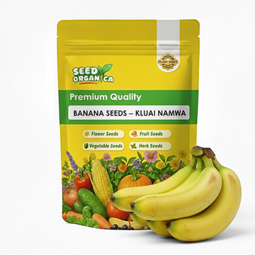 Banana Seeds – Kluai Namwa