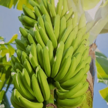 Banana Seeds – Light Green