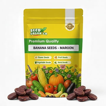 Banana Seeds – Maroon