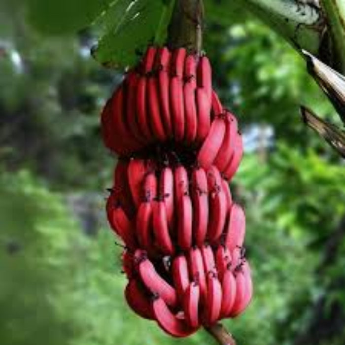 Banana Seeds – Maroon