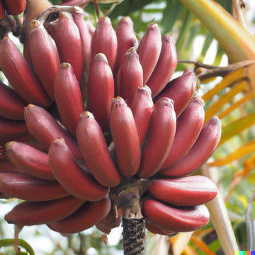 Banana Seeds – Maroon Red