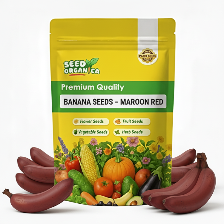 Banana Seeds – Maroon Red