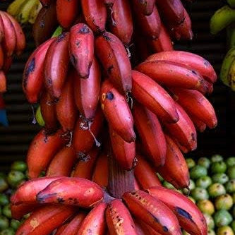 Banana Seeds – Maroon Red