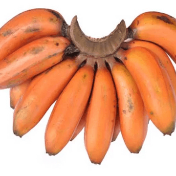 Banana Seeds – Orange