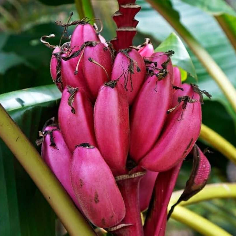 Banana Seeds – Pink Musa Velutina