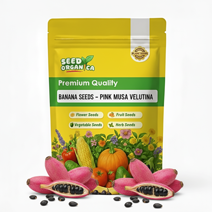 Banana Seeds – Pink Musa Velutina