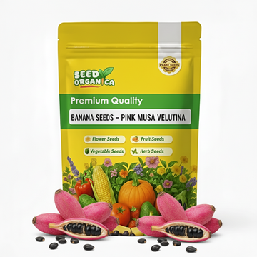 Banana Seeds – Pink Musa Velutina