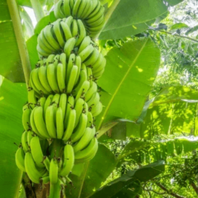 Banana Seeds – Pisang Awak Dwarf