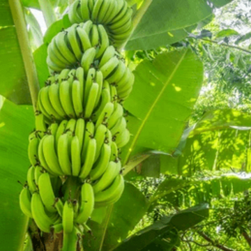 Banana Seeds – Pisang Awak Dwarf