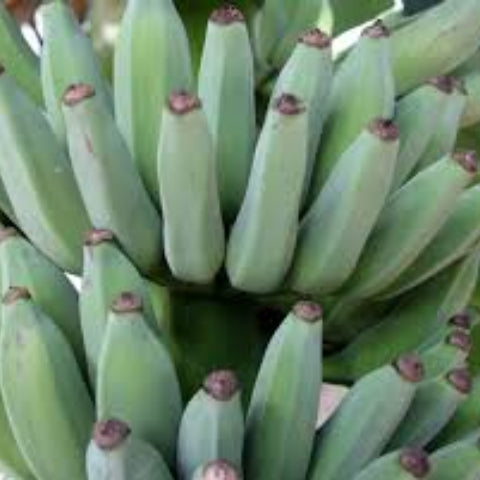 Banana Seeds – Pisang Awak Dwarf