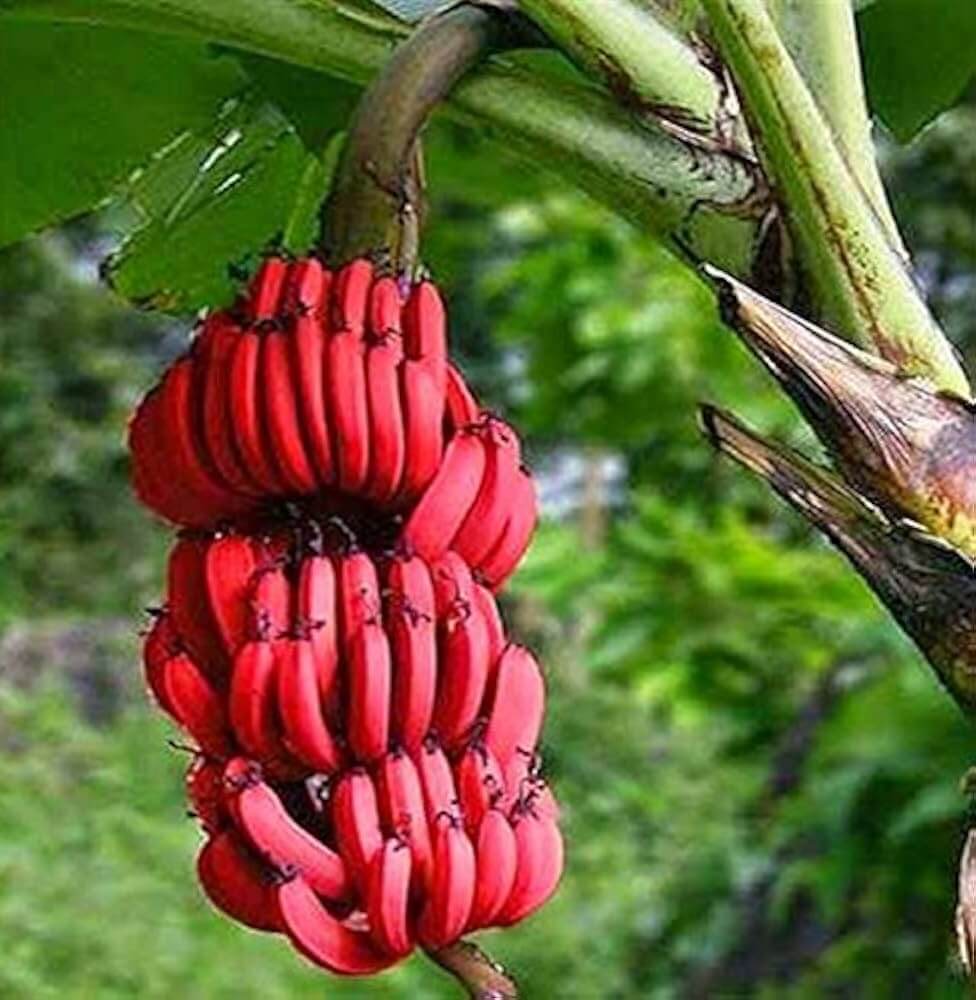 Banana Seeds – Red