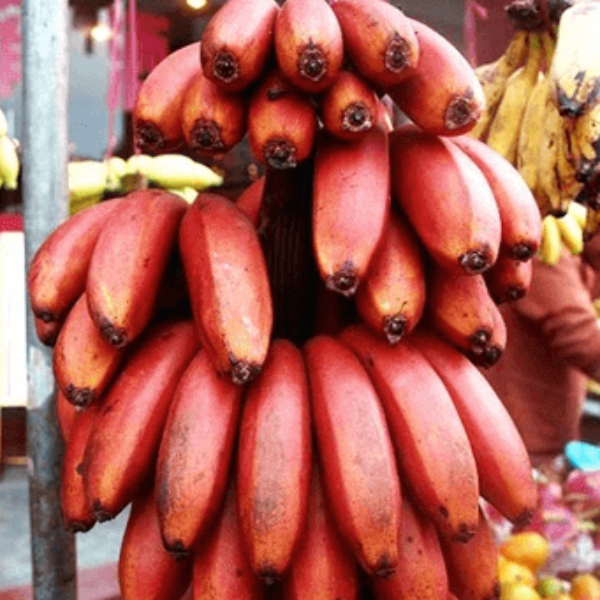 Banana Seeds – Red