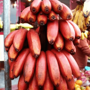 Banana Seeds – Red