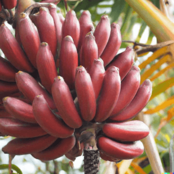 Banana Seeds – Red