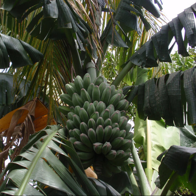 Banana Seeds – Saba