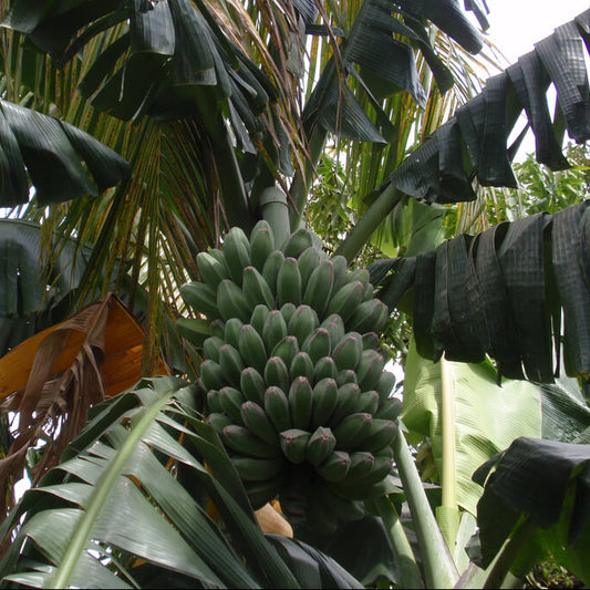 Banana Seeds for Planting | Banana Seeds for Sale