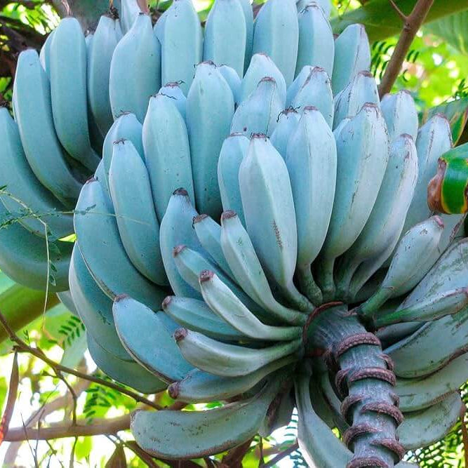 Banana Seeds – Sky Blue
