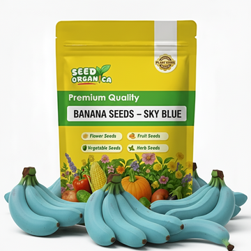 Banana Seeds – Sky Blue