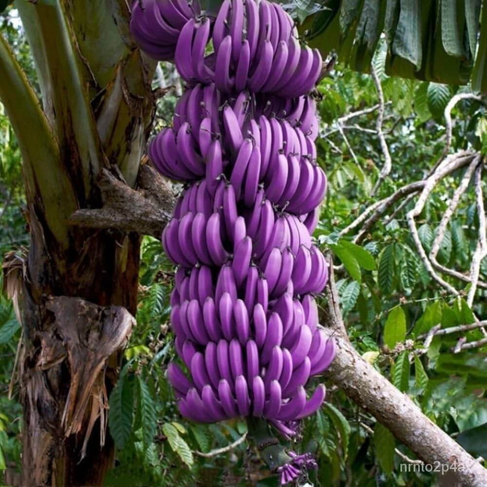 Banana Seeds – Violet