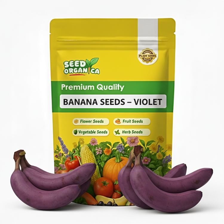 Banana Seeds – Violet