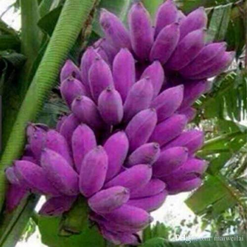 Banana Seeds – Violet