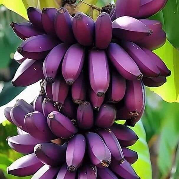 Banana Seeds – Violet