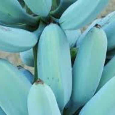 Banana Seeds – Sky Blue