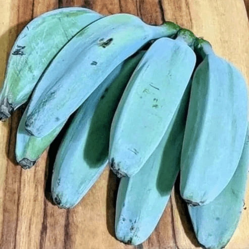 Banana Seeds – Sky Blue