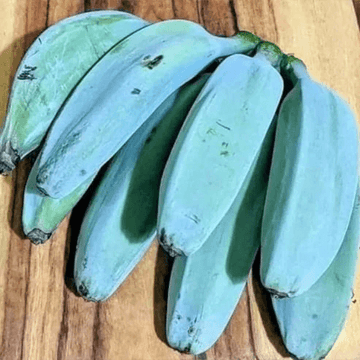 Banana Seeds – Sky Blue