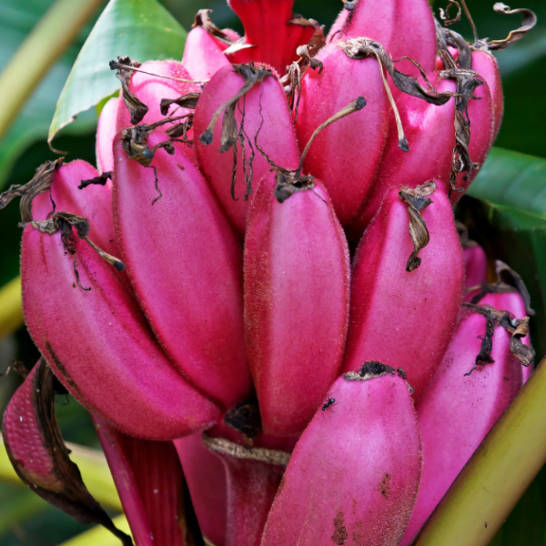 Banana Squash Seeds - Jumbo Pink
