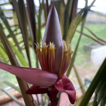 Banana Squash Seeds - Jumbo Pink
