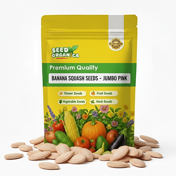 Banana Squash Seeds - Jumbo Pink