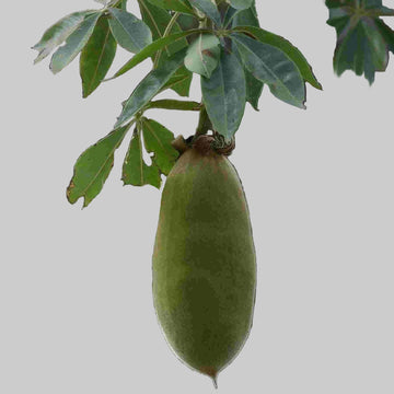 Baobab Seeds – Adansonia Digitata

