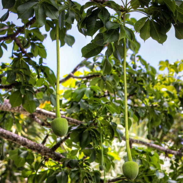 Baobab Seeds – Adansonia Digitata
