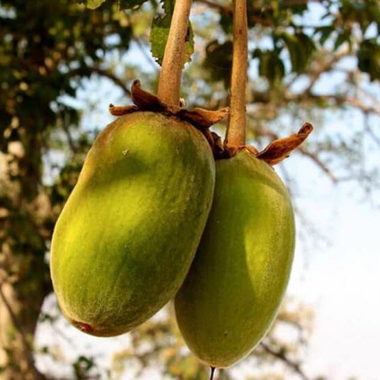 Baobab Seeds - Green