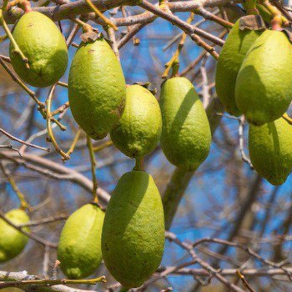 Baobab Seeds - Green