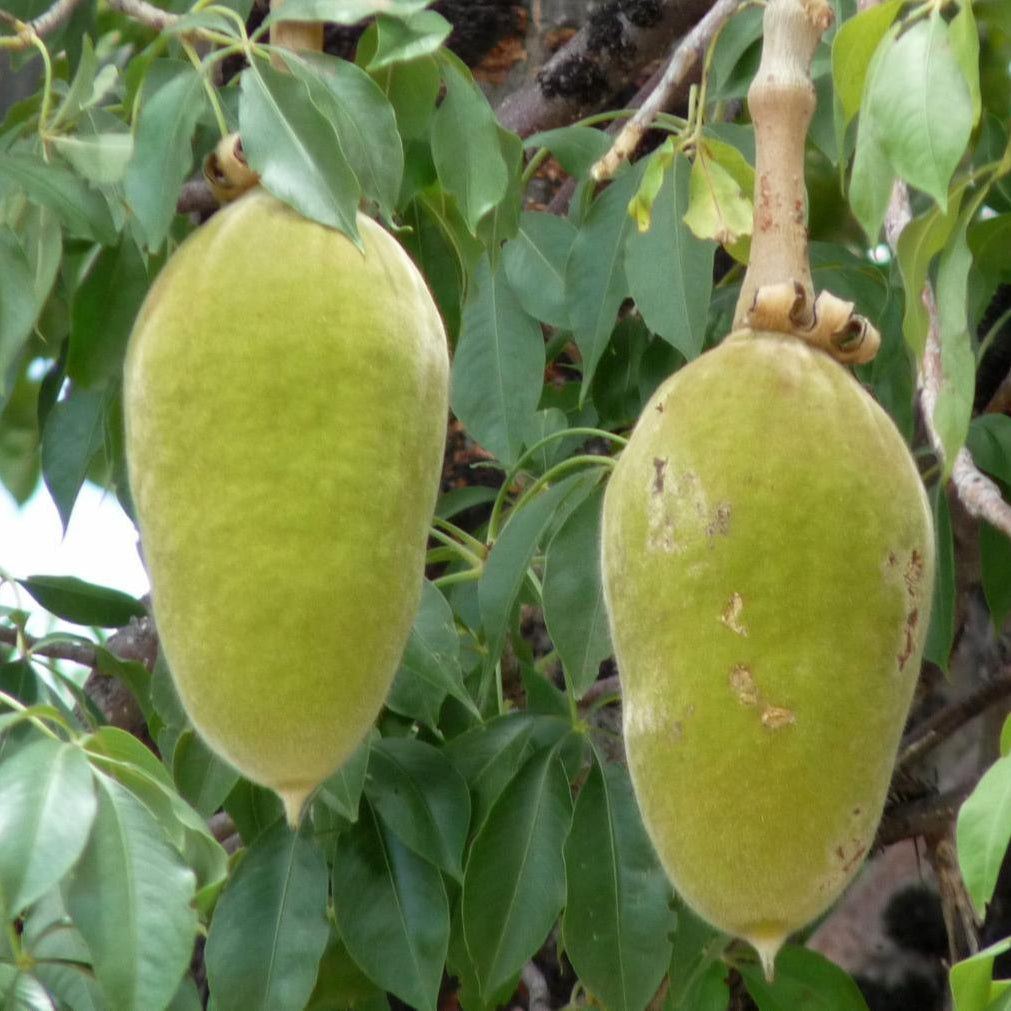 Baobab Seeds – Adansonia Digitata
