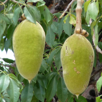 Baobab Seeds – Adansonia Digitata
