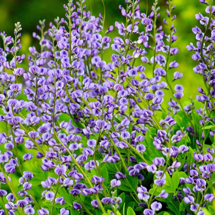 Baptisia Australis Seeds - Flower Plant