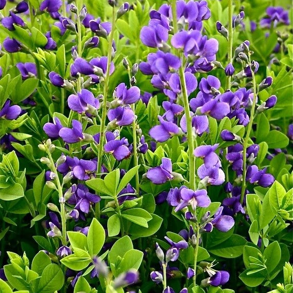 Baptisia Australis Seeds - Flower Plant