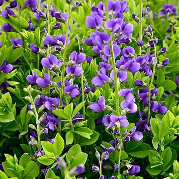 Baptisia Australis Seeds - Flower Plant