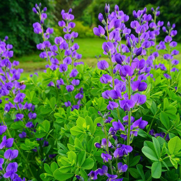 Baptisia Australis Seeds - Flower Plant