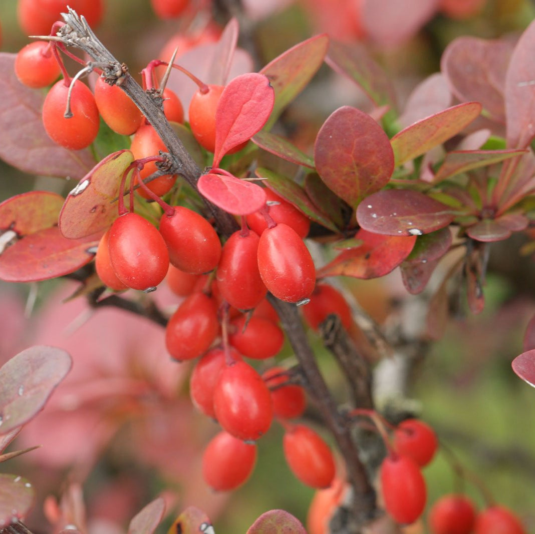 Barberry Seeds - Japanese
