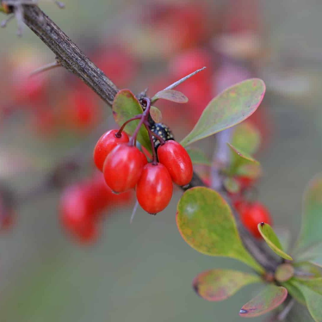 Barberry Seeds - Japanese
